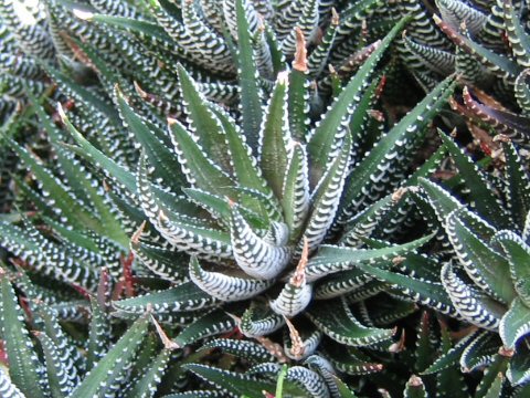 Haworthia fasciata