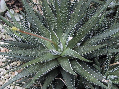 Haworthia fasciata