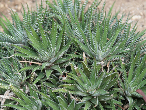 Haworthia fasciata