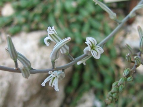 Haworthia glauca