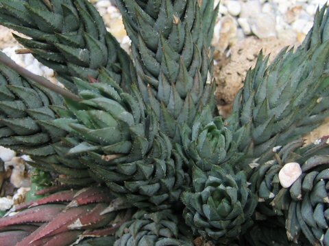 Haworthia glauca