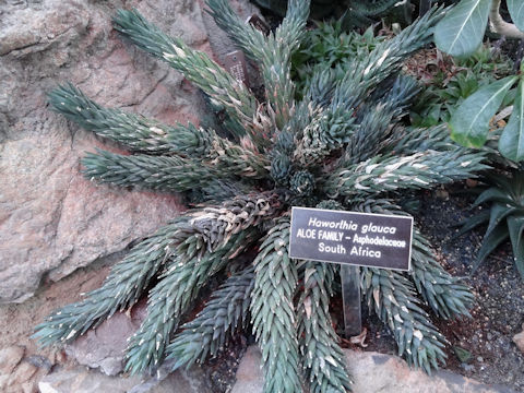 Haworthia glauca