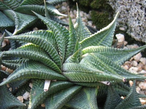 Haworthia limifolia