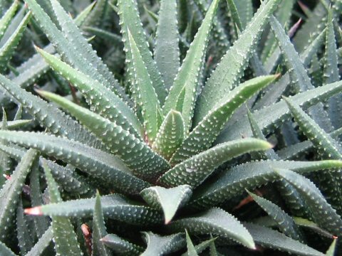 Haworthia margaritifera