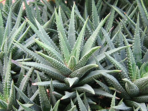 Haworthia margaritifera