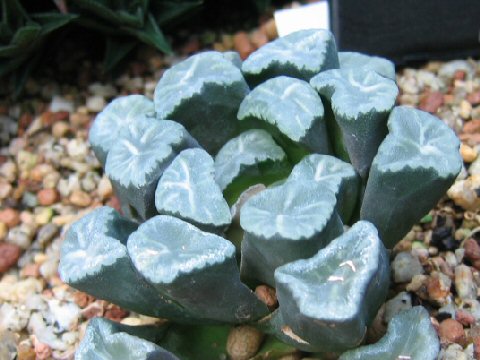 Haworthia truncata var. maughanii