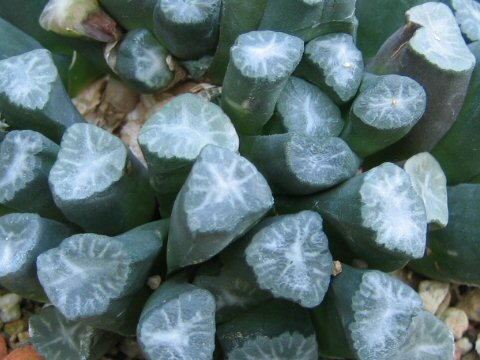 Haworthia truncata var. maughanii