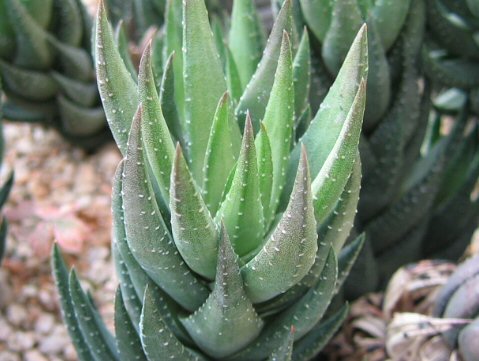 Haworthia reinwardtii