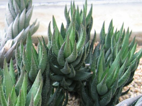 Haworthia reinwardtii