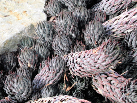 Haworthia reinwardtii