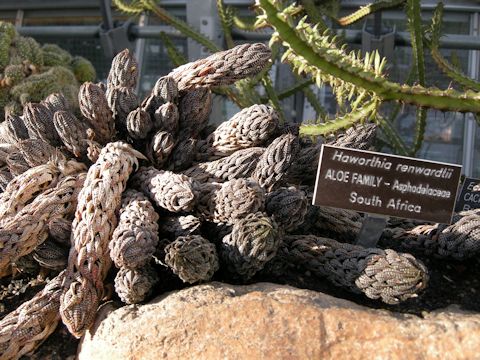 Haworthia reinwardtii