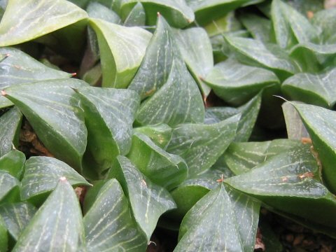 Haworthia retusa