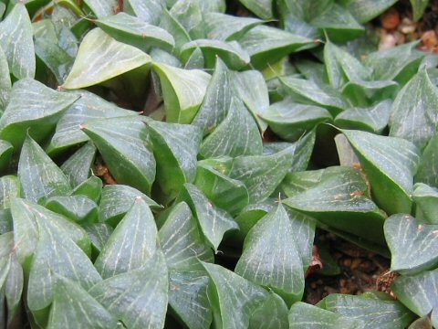 Haworthia retusa