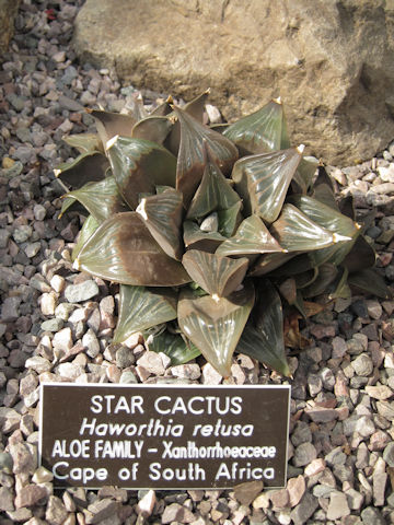 Haworthia retusa