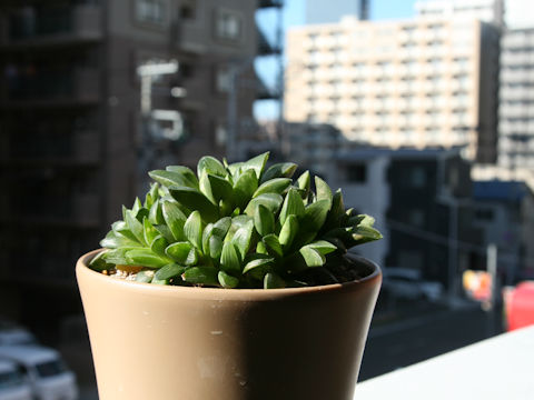 Haworthia retusa