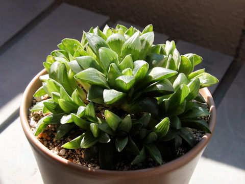 Haworthia retusa