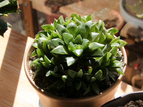 Haworthia retusa