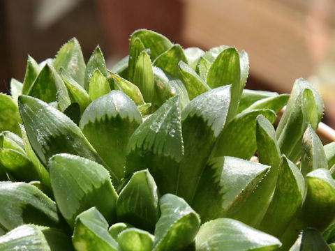 Haworthia retusa