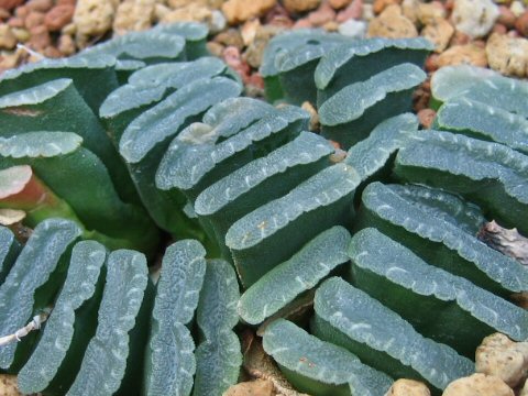 Haworthia truncata