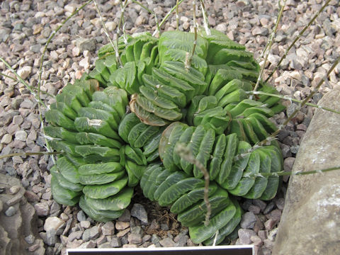 Haworthia truncata cv. Lime Green