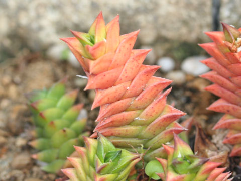 Haworthia viscosa