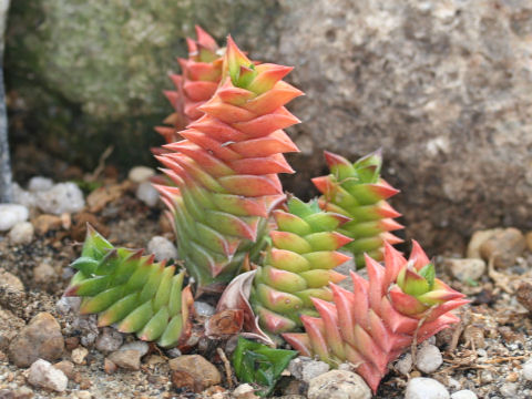 Haworthia viscosa