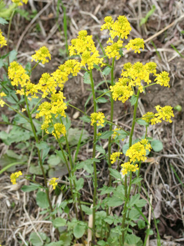 Barbarea vulgaris