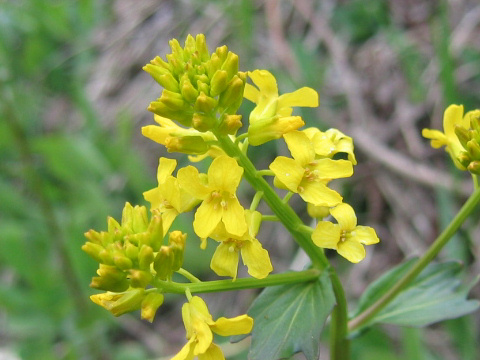 Barbarea vulgaris