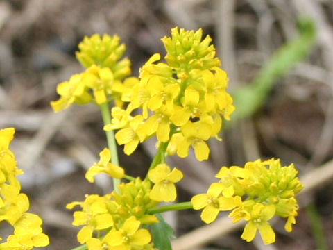 Barbarea vulgaris