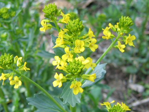 Barbarea vulgaris