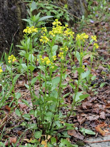 Barbarea vulgaris