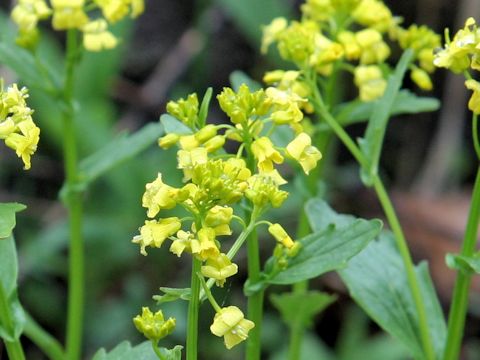 Barbarea vulgaris