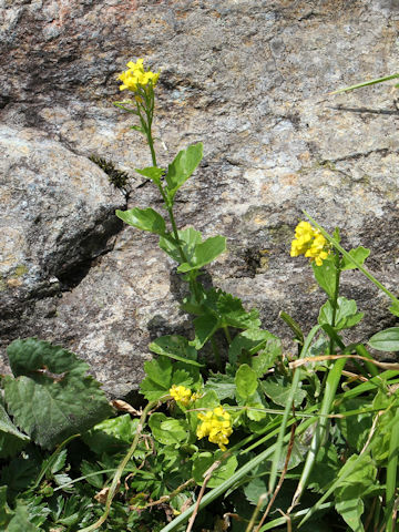 Barbarea vulgaris