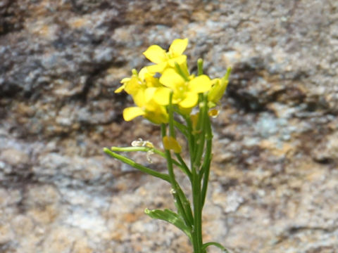 Barbarea vulgaris