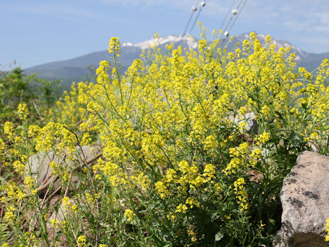 Barbarea vulgaris