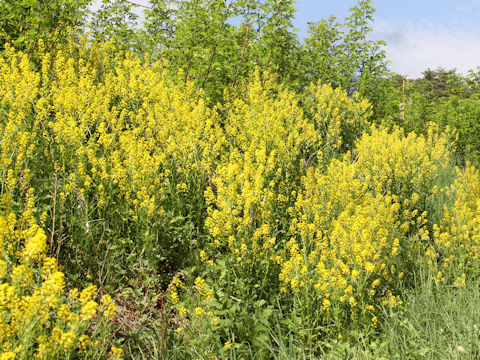 Barbarea vulgaris