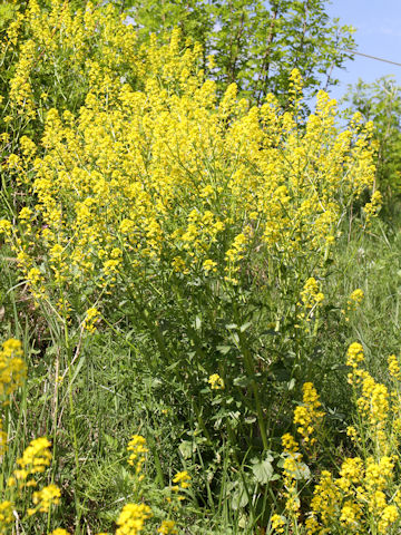 Barbarea vulgaris