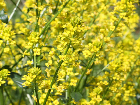 Barbarea vulgaris