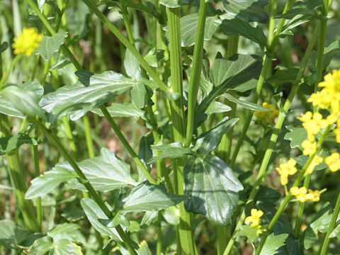 Barbarea vulgaris