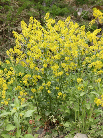 Barbarea vulgaris