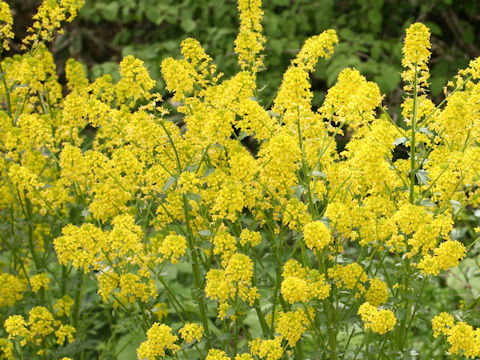 Barbarea vulgaris