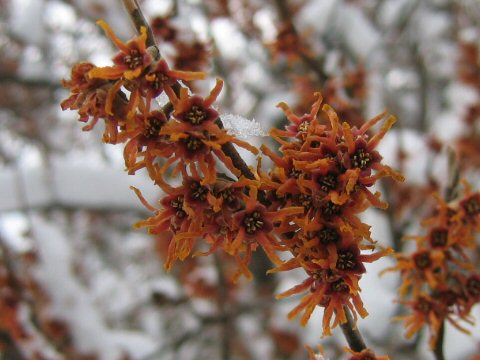 Hamamelis vernalis