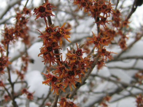 Hamamelis vernalis