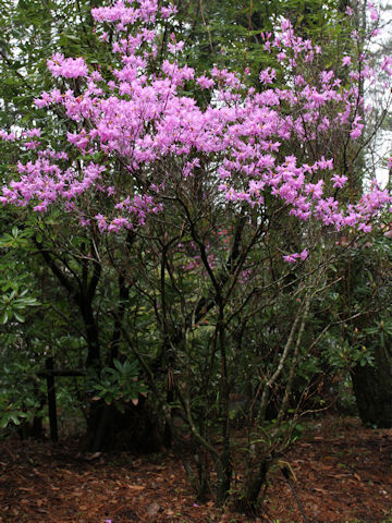 Rhododendron dilatatum var. satsumense