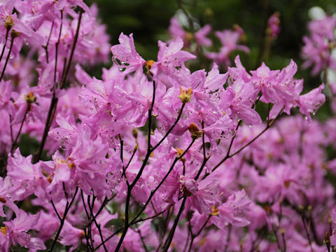 Rhododendron dilatatum var. satsumense