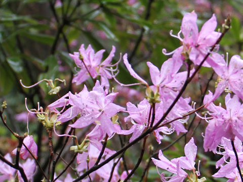 Rhododendron dilatatum var. satsumense