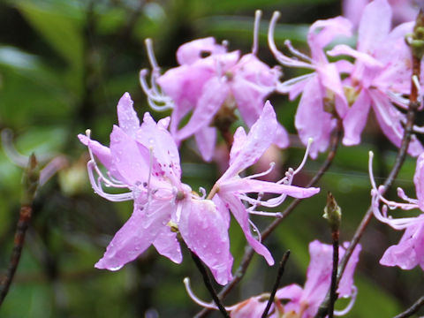 Rhododendron dilatatum var. satsumense