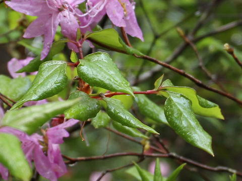 Rhododendron dilatatum var. satsumense