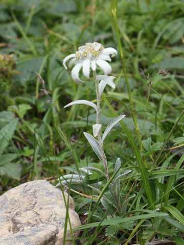 Leontopodium hayachinense