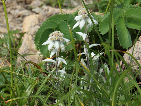 Leontopodium hayachinense